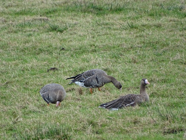 林加德：K联赛裁判水平绝对要提高，感觉他们在故意激怒球员